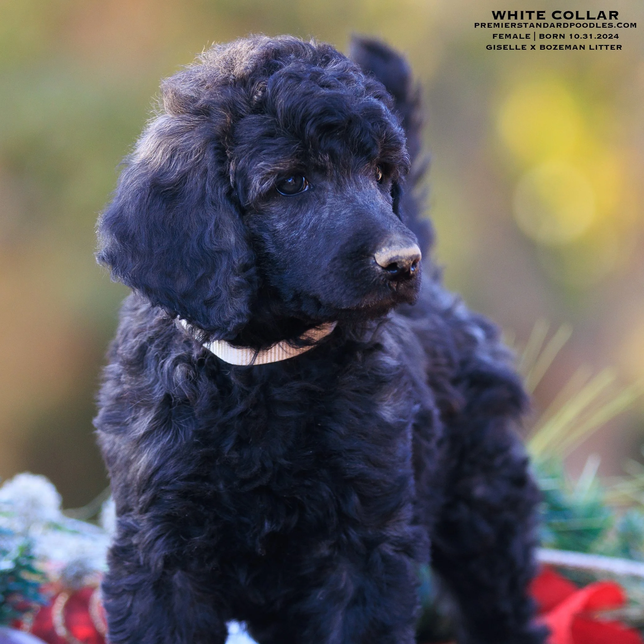 【pois】square poodle onepiece / white pois】square poodle onepiece / white skusku7700429.jpg?1705957242469